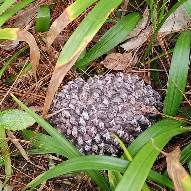 PineConeSafe™ Outdoor Key Hider – Hidden Garden Storage Box for Spare Keys