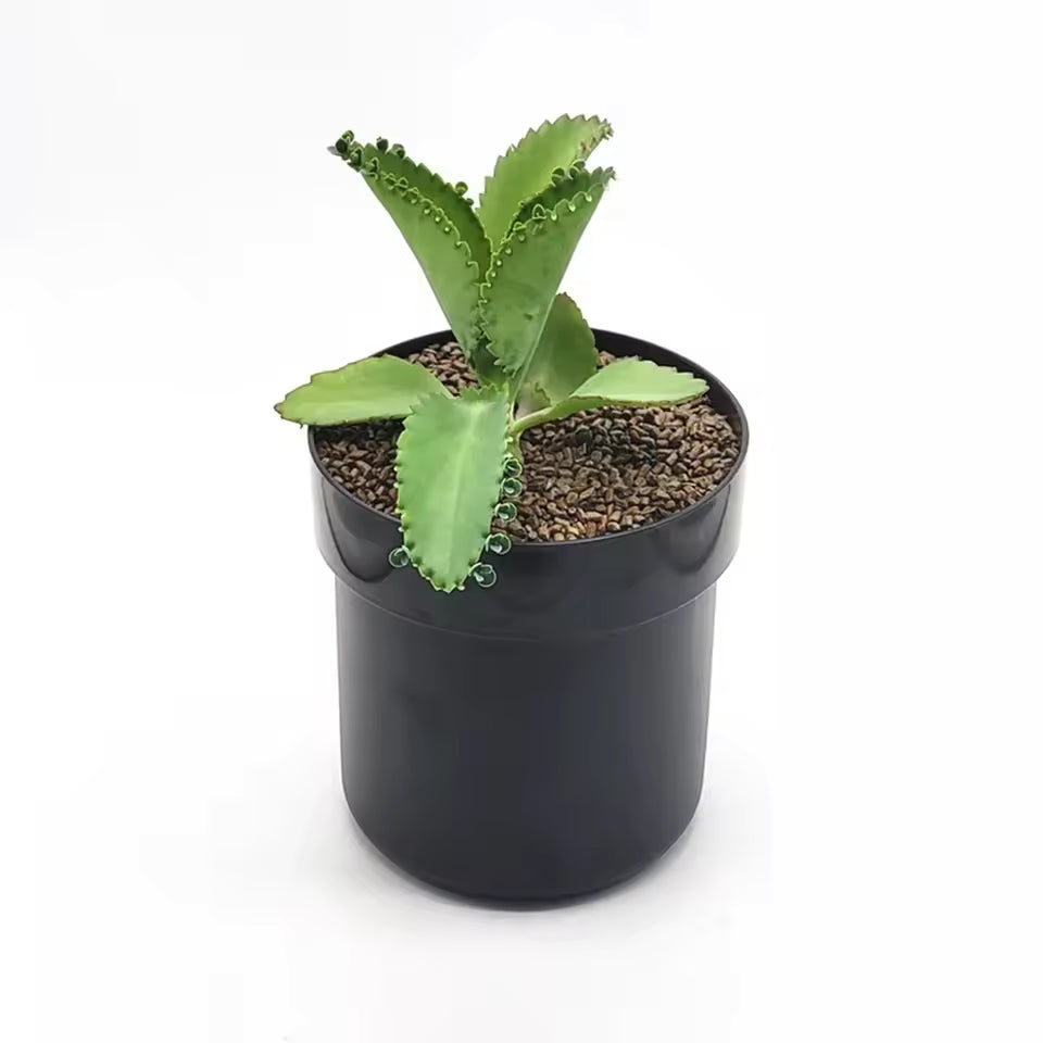 FloraSafe™ Flowerpot Secret Storage Box – Lockable Hidden Money Safe