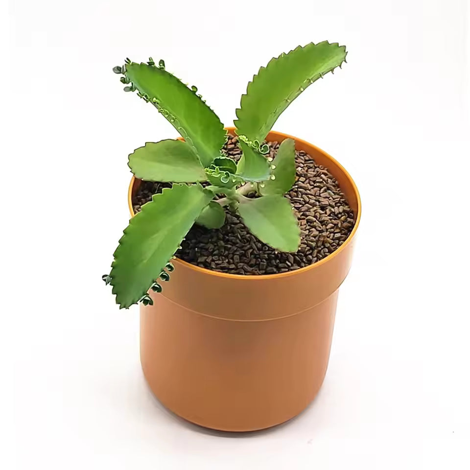 FloraSafe™ Flowerpot Secret Storage Box – Lockable Hidden Money Safe